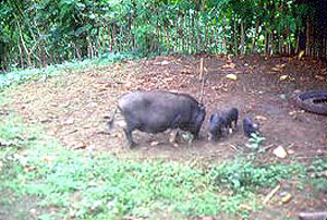 A Philippine Native swine with piglets.