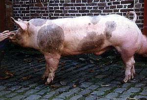 A white pig with grey spots and erect ears.