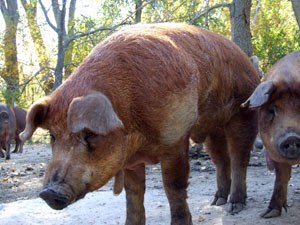 A red wattle swine with floppy ears.
