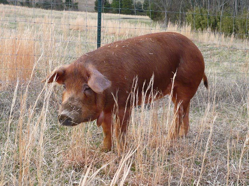 A Red Wattle pig standing in the grass.