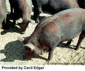A red pig with erect ears and "Provided by Cecil Edgar" at the bottom.
