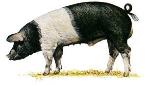 A black pig with erect ears and a white belt around the shoulders and front legs.