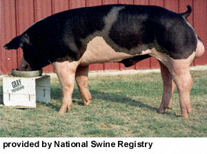 A black pig with white marking and "provided by National Swine Registry" at the bottom.