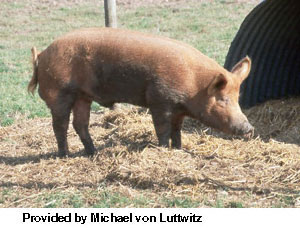 A red pig with erect ears standing in straw and "Provided by Michael von Luttwitz" at the bottom.
