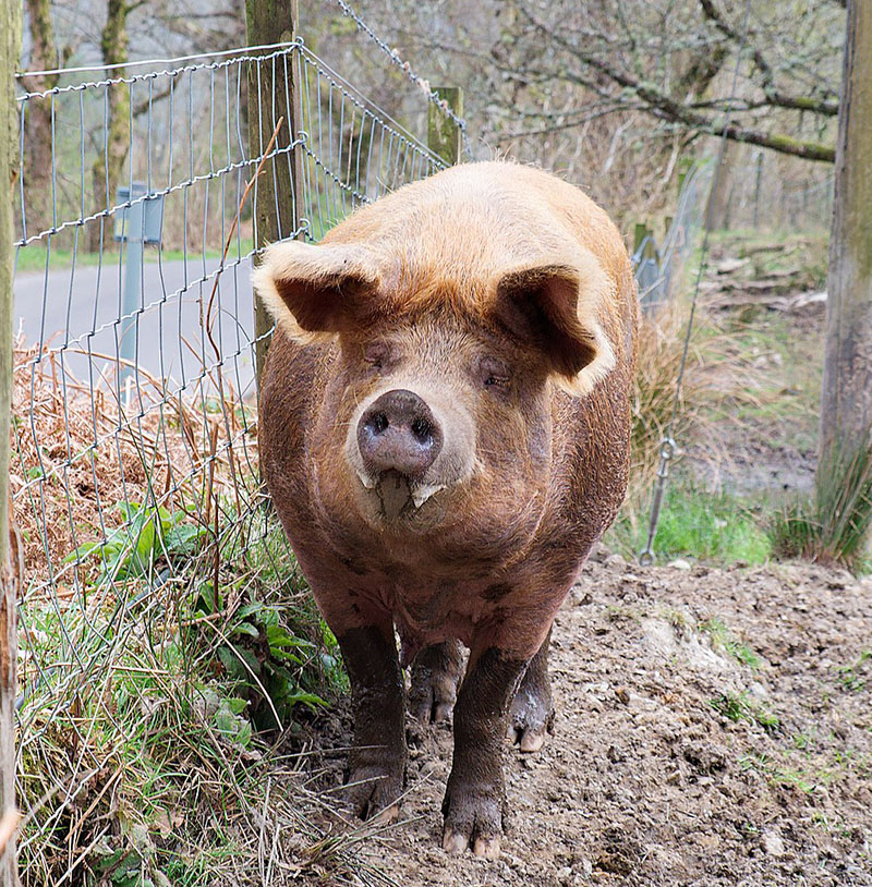 A Tamworth pig standing along a fence.