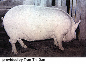 A white, female pig with erect ears with "provided by Tran Thi Dan" at the bottom.