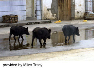 Three black pigs walking in a wet road with "provided by Miles Tracy" at the bottom.