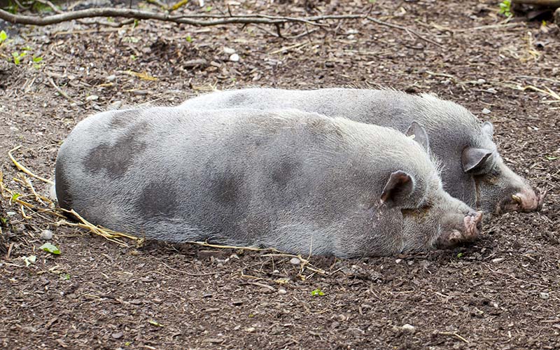 Two Turopolje pigs laying in the dirt.