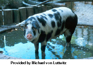 A white pig with black spots and floppy ears with "Provided by Michael von Luttwitz" at the bottom.