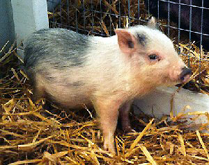 A blue and white baby pig standing in straw.