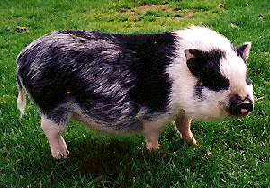 A black and white pig with long hair.