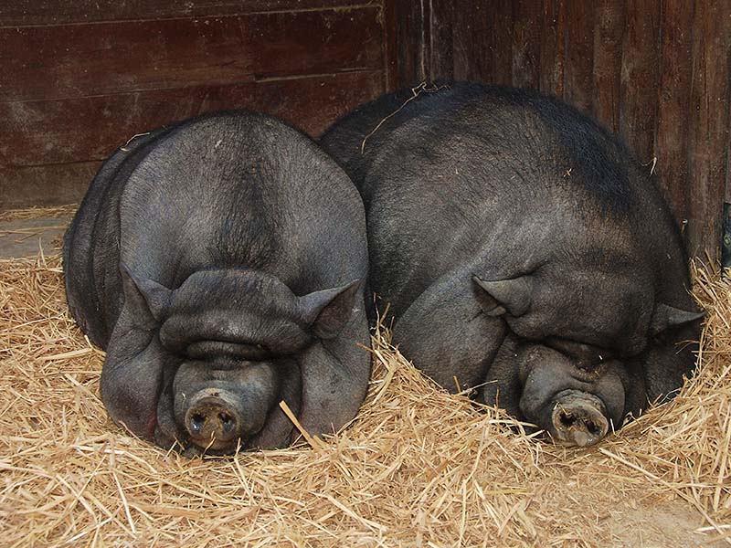 Two Vietnamese pigs laying on hay.