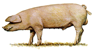 A white boar pig with floppy ears.